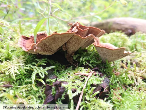 Coltricia perennis