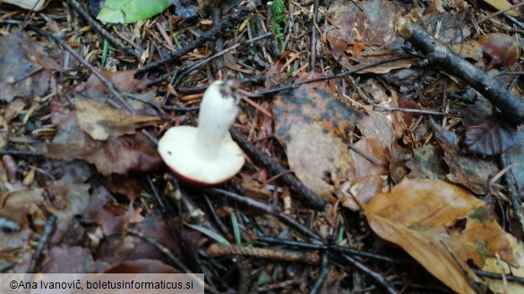 Russula emetica