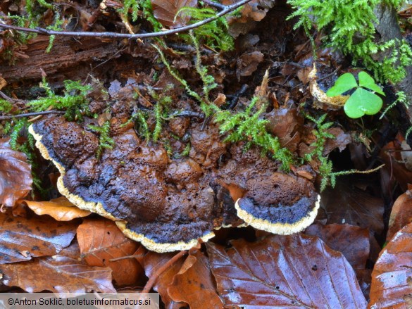 Phellopilus nigrolimitatus