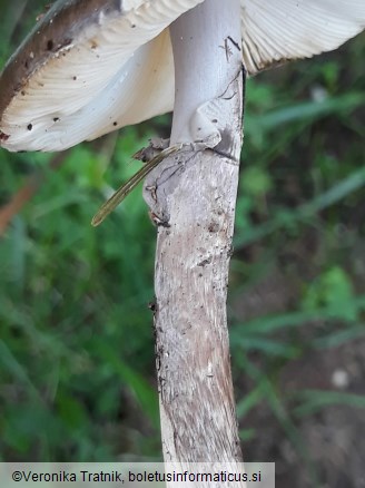 Amanita porphyria