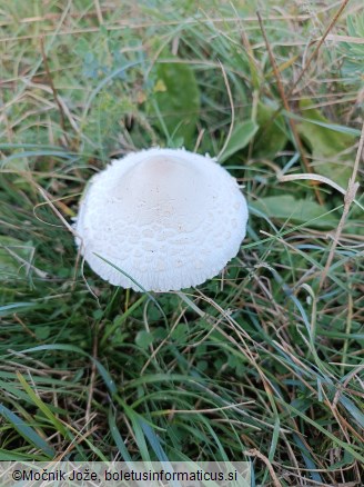 Lepiota erminea