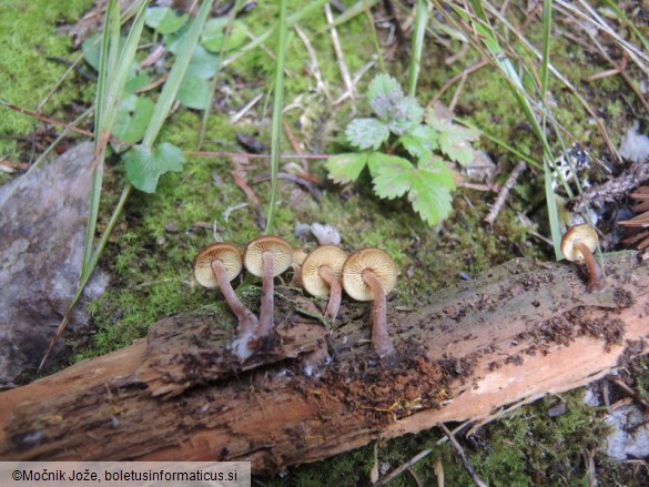 Gymnopilus bellulus