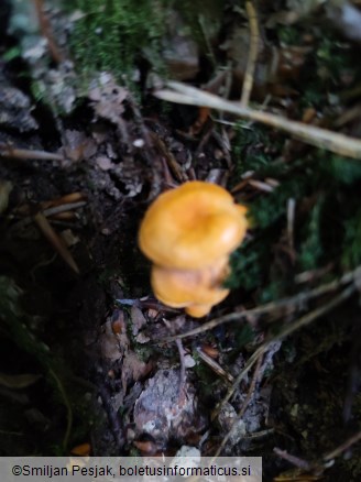 Cantharellus friesii