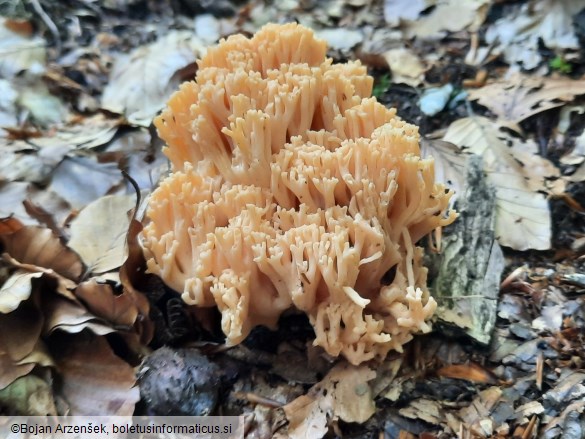 Ramaria flavosalmonicolor