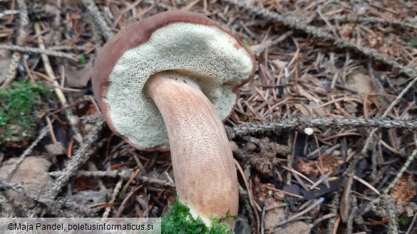 Boletus badius