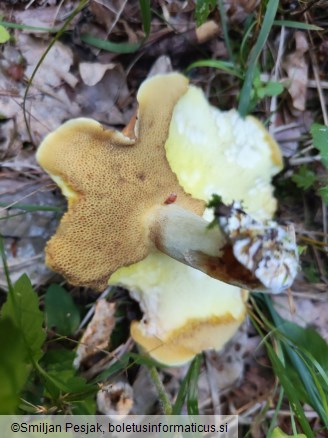 Suillus granulatus