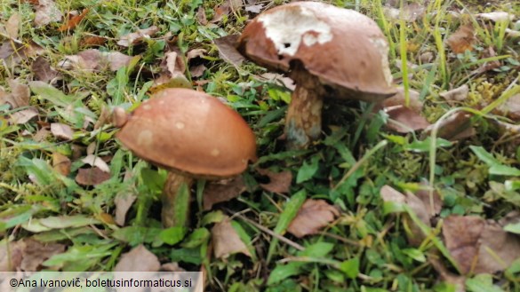 Leccinum versipelle