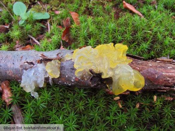 Tremella mesenterica