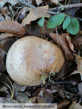 Paxillus involutus