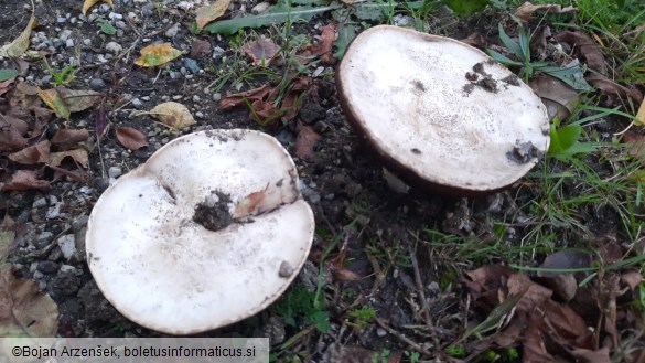 Agaricus bitorquis