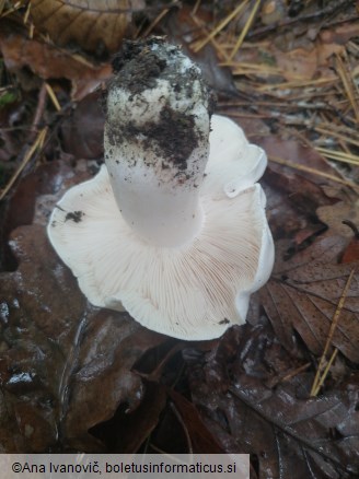 Tricholoma columbetta