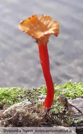 Hygrocybe insipida