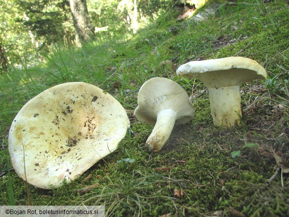 Lactarius pergamenus