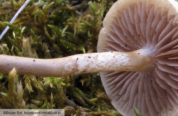 Agrocybe pediades