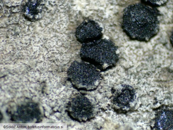 Rhizodiscina lignyota