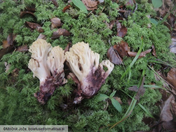 Ramaria sanguinea