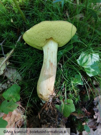 Boletus subtomentosus