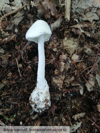 Amanita virosa