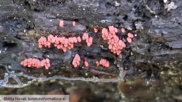 Arcyria denudata