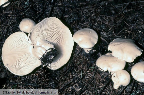Leucopaxillus lentus