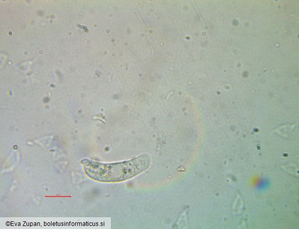 Platygloea disciformis