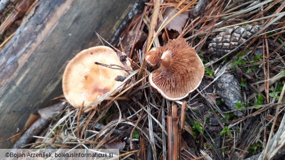 Paxillus involutus