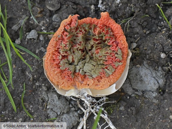 Clathrus ruber