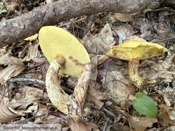 Suillus grevillei