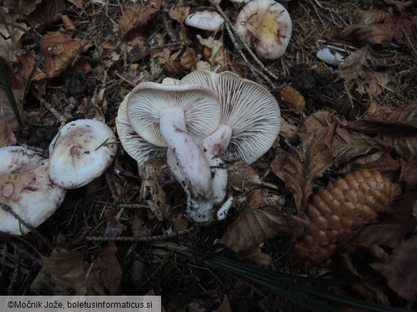 Hygrophorus purpurascens