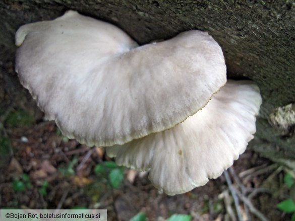 Pleurotus pulmonarius