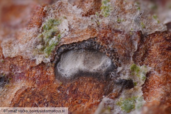 Therrya pini var. pini