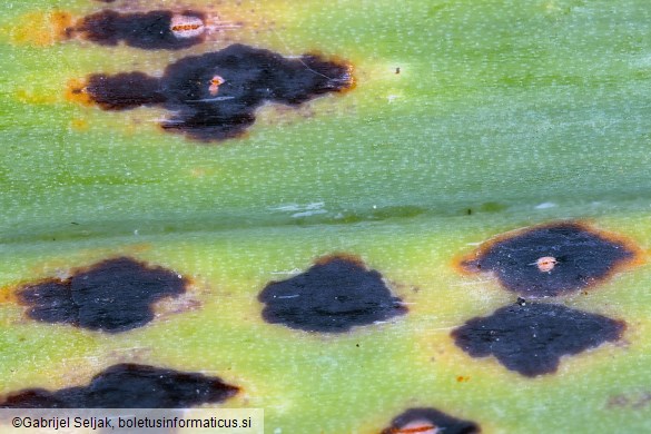 Puccinia allii