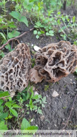 Morchella vulgaris