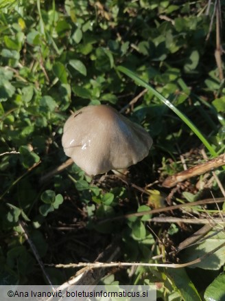 Volvopluteus gloiocephalus