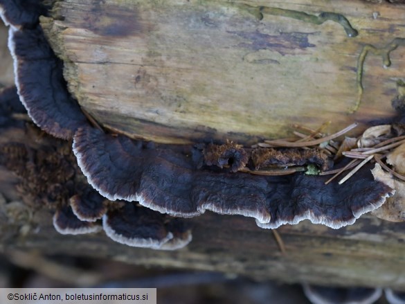 Gloeophyllum abietinum