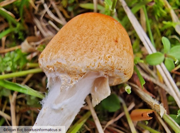 Lepiota oreadiformis