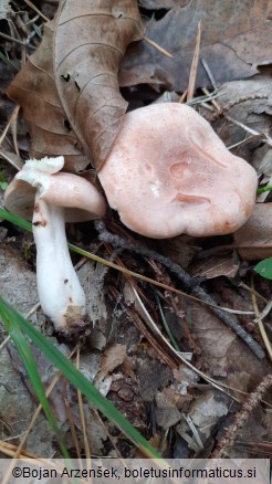 Lactarius chrysorrheus