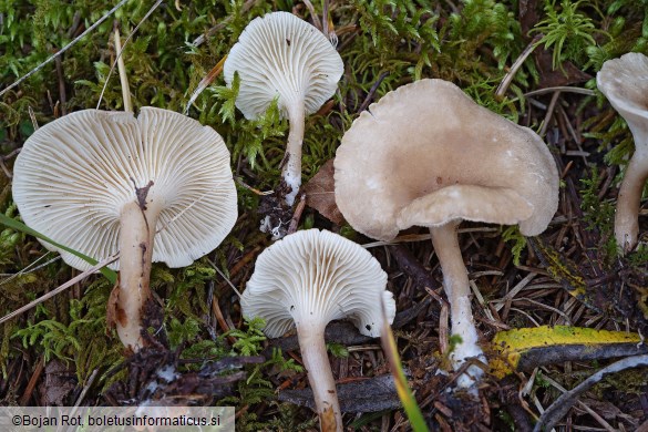 Infundibulicybe trulliformis