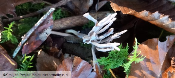 Clavaria cinerea