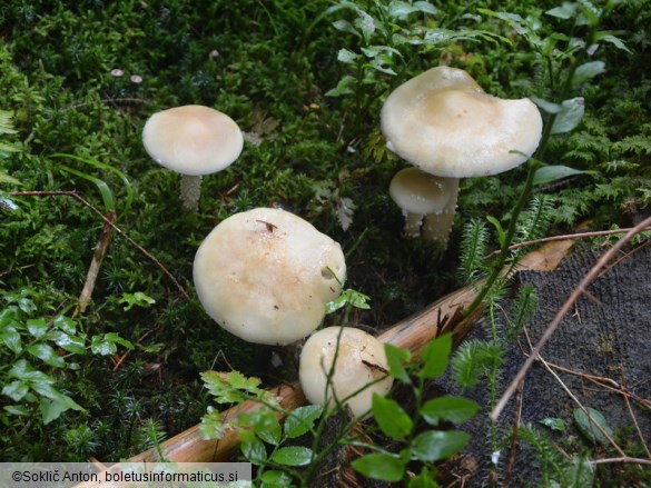Stropharia hornemannii
