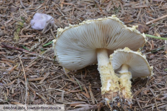 Lepiota magnispora