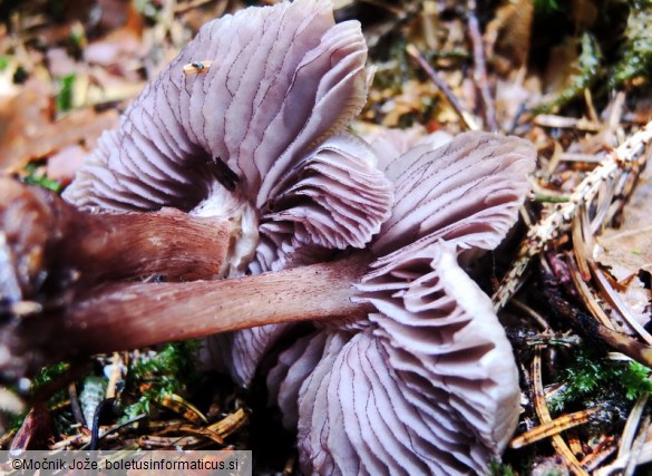 Mycena pelianthina