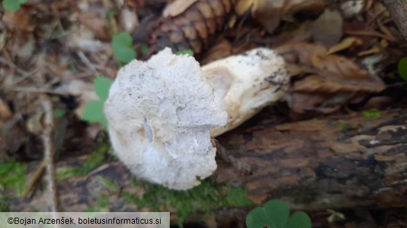 Tricholoma pardinum