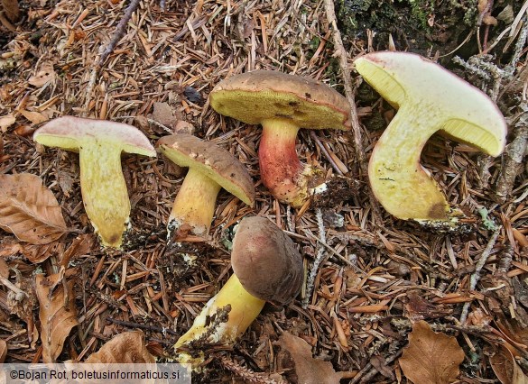 Xerocomellus pruinatus