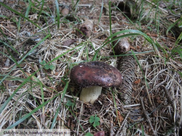 Russula viscida