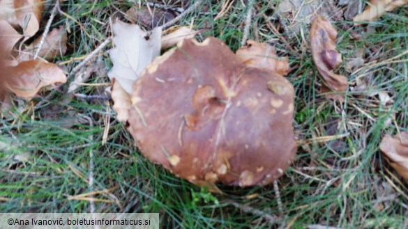 Boletus badius