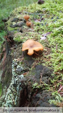 Tricholomopsis decora