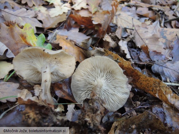 Clitocybe subspadicea