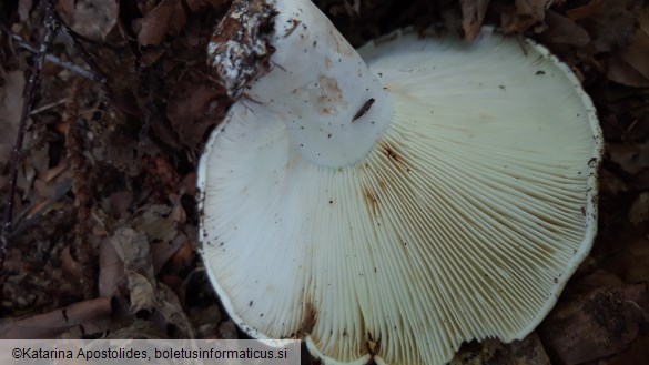 Russula delica