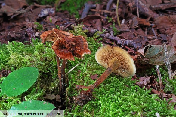 Coltricia cinnamomea